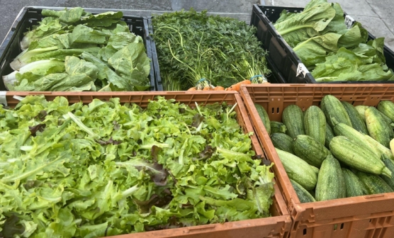 A box of fresh produce, including lettuce, carrots, and other green, from Mimomex Farms